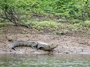 Amazon Prints: A spectacled caiman, Caiman crocodilus