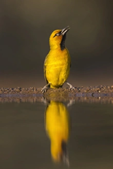 Kwazulu Natal Prints: Spectacled weaver (Ploceus ocularis), Zimanga private game reserve, KwaZulu-Natal