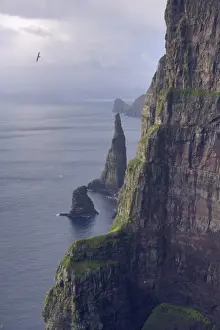 Spectacular 300-400m high cliffs on west coast of Sandoy, Oknadalsdrangur sea stack in foreground