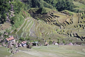 Spectacular Prints: Spectacular amphitheatre of rice terraces around