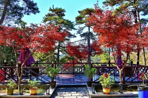 Gardening Prints: Spectacular autumn colours of the town in Lushan (Mount Lu), Jiujiang City, Jiangxi, China