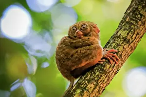 North Sulawesi Prints: Spectral Tarsier (Tarsius tarsier) one of the smallest primates