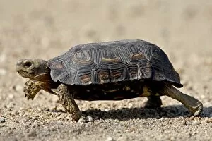 Images Dated 16th November 2007: Spekes Hinged Tortoise (Kinixys spekii), Kruger National Park, South Africa, Africa