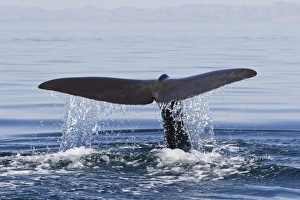 Sperm Whale Prints: Sperm whale (Physeter macrocephalus) flukes up dive