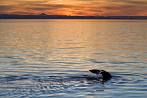 Grace Prints: Sperm whale (Physeter macrocephalus) at sunset