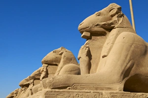 Sphinx path, Temple of Amun, Karnak, Thebes, UNESCO World Heritage Site, Egypt, North Africa, Africa