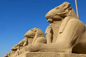 Images Dated 11th December 2011: Sphinx path, Temple of Amun, Karnak, Thebes, UNESCO World Heritage Site, Egypt, North Africa, Africa