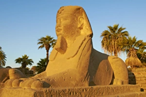 Sphinx Prints: Sphinx path, Temple of Luxor, Thebes