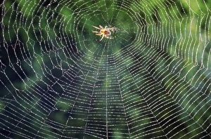 Trap Prints: Spider in the centre of its web