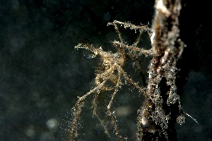 Crab Prints: Spider crab (Acheus japonicus), Sulawesi, Indonesia, Southeast Asia, Asia