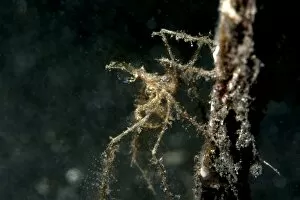 Spider crab (Acheus japonicus), Sulawesi, Indonesia, Southeast Asia, Asia