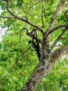 Central Prints: Spider monkey climbs tree in Yaxha Archaeological Site