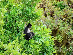 Tall Prints: Spider monkey sits on tree branches in Yaxha Archaeological Site in Guatemala during daytime