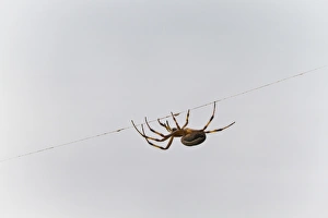 Santa Cruz Island Prints: Spider on thread, Cerro Dragon