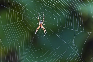 Santa Cruz Island Prints: Spider in web, Cerro Dragon, Santa Cruz Island, Galapagos Islands, Ecuador, South America