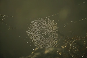 Spider Web Prints: Spiders web at dawn, UK, Europe