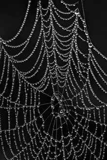 Glacier National Park Gallery: Spiderweb covered with dew, Glacier National Park, Montana, United States of America, North America