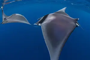 Animal Behavior Prints: Spinetail devil rays (Mobula mobular) engaged in sexual courtship in Honda Bay, Palawan