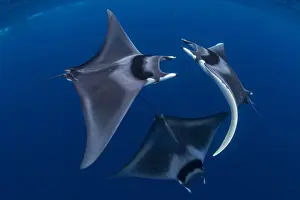 Spinetail devil rays (Mobula mobular) engaged in sexual courtship in Honda Bay, Palawan