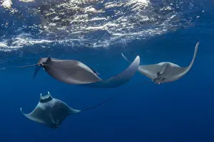 Spinetail devil rays (Mobula mobular) engaged in sexual courtship in Honda Bay, Palawan