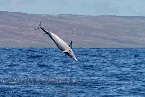 Spinning Prints: Spinner dolphins perform spins in clear waters to shake off remoras in Lanai, Hawaii