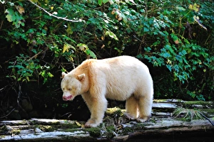 Furry Prints: Spirit bear (Kermode bear), Great Bear Rainforest, British Columbia, Canada, North America