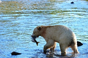 Salmon Prints: Spirit bear (Kermode bear) with salmon catch