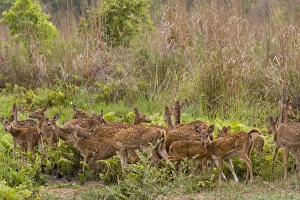 Bandhavgarh Prints: Spotted deer