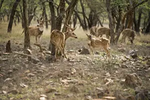 Horns Prints: Spotted deer (cheetal) (chital deer) (axis deer) (Axis axis), Ranthambhore, Rajasthan