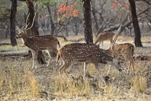 Images Dated 5th April 2010: Spotted deer, Ranthambore National Park, Rajasthan, India, Asia