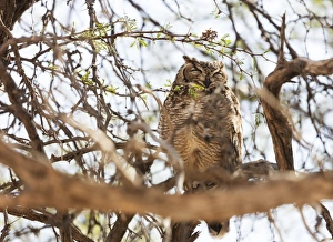 Spotted eagle owl (Bubo africanus), Kgalagadi Transfrontier Park, Kalahari, Northern Cape