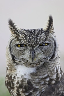 Images Dated 24th February 2007: Spotted eagle owl (Bubo africanus), Kgalagadi Transfrontier Park