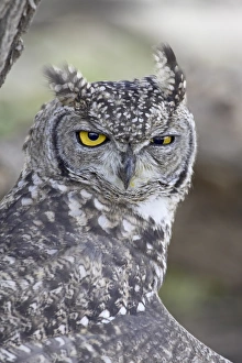Images Dated 24th February 2007: Spotted eagle owl (Bubo africanus), Kgalagadi Transfrontier Park