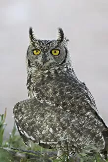 Images Dated 24th February 2007: Spotted eagle owl (Bubo africanus), Kgalagadi Transfrontier Park
