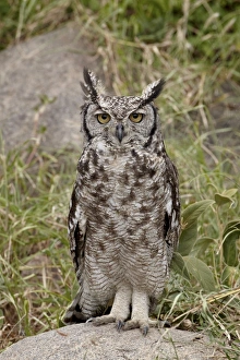 Safari Animals Prints: Spotted eagle owl (Bubo africanus) with its eyes open, Serengeti National Park