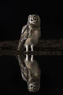 Wildlife Reserve Prints: Spotted eagle owl (Bubo africanus) at night, Zimanga private game reserve, KwaZulu-Natal