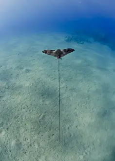 Sealife Prints: Spotted eagle ray (Aetobatis narinari) juvenile over sandy ocean floor