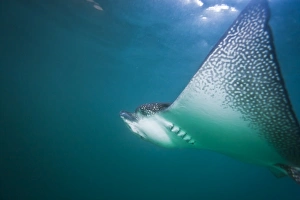Ray Fish Prints: Spotted eagle ray (Aetobatus narinari) underwater