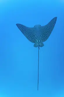 Natural Wonder Prints: Spotted eagle ray (Aetobatus narinari) underwater at Leon Dormido Island off San Cristobal Island