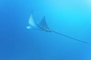 Environmental Protection Prints: Spotted eagle ray (Aetobatus narinari) underwater at Leon Dormido Island off San Cristobal Island