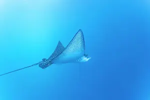 Ecological Diversity Prints: Spotted eagle ray (Aetobatus narinari) underwater at Leon Dormido Island off San Cristobal Island