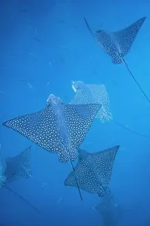 Coastal Environment Prints: Spotted eagle rays (Aetobatus narinari) underwater at Leon Dormido Island off San Cristobal Island