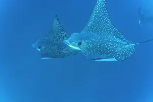 Conservation Efforts Prints: Spotted eagle rays (Aetobatus narinari) underwater at Leon Dormido Island off San Cristobal Island