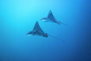 Blue Water Prints: Spotted eagle rays (Aetobatus narinari) underwater at Leon Dormido Island off San Cristobal Island