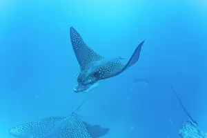 Ocean Ecosystem Prints: Spotted eagle rays (Aetobatus narinari) underwater at Leon Dormido Island off San Cristobal Island