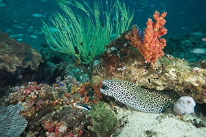 Aquarium Prints: Spotted eel at the Aquarium, Dimaniyat Islands, Gulf of Oman, Oman, Middle East
