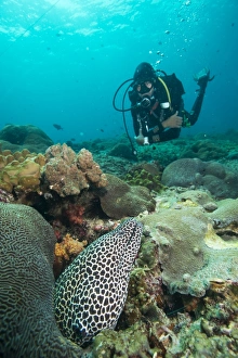 Scuba Diver Prints: Spotted eel, Dimaniyat Islands, Gulf of Oman, Oman, Middle East