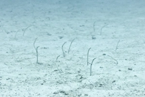 Under Water Prints: Spotted Garden Eel (Heteroconger hassi)