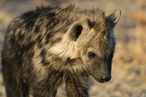 Spotted Hyaena (Crocuta crocuta), Khwai Concession, Okavango Delta, Botswana, Africa