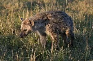 s potted hyaena cub (Crocuta crocuta), Mas ai Mara National Res erve, Kenya